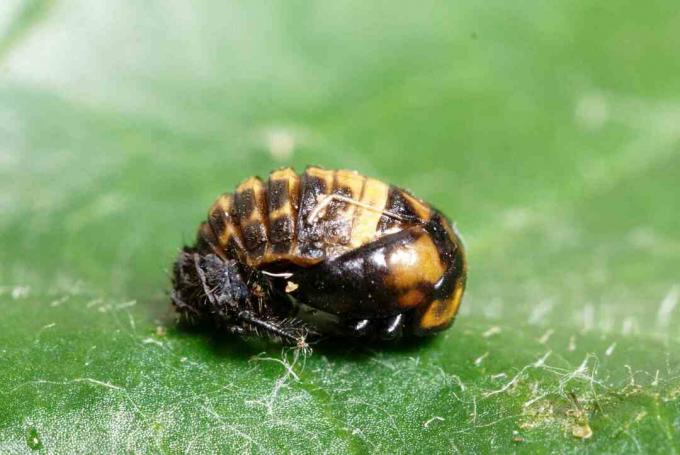 Vabzdžių pupeles ant žalio lapo uždaryti.