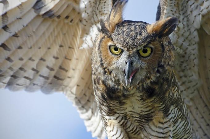 didžioji raguota pelėda, Bubo virginianus