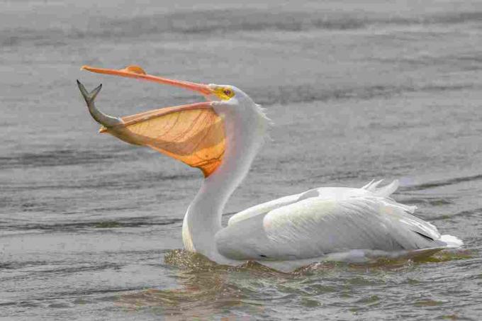 Didysis baltasis pelikanas (Pelecanus onocrotalus)