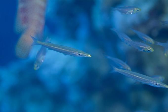 Nepilnametis Barakuda (Sphyraena Sp.). Rasta tarp tankių „Yellow Sweeper“ mokyklų, naudojančių „Redmouth Grouper“ apsaugą, kol jų vis didesnis dydis užmaskuoti. Raudonoji jūra