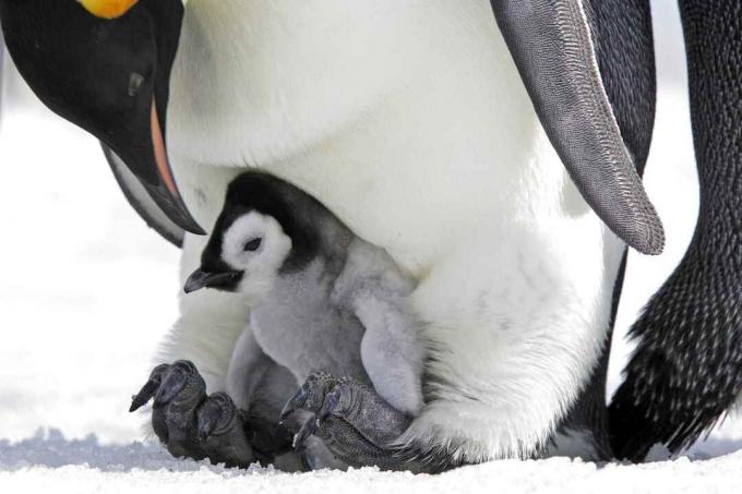 Imperatoriaus pingvinų jauniklis ant tėvo kojų.