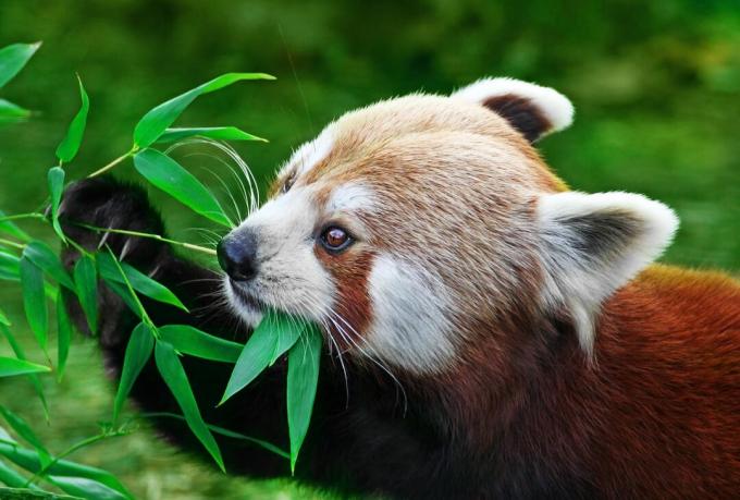 Raudona panda yra pritaikyta praleisti savo pabudimo valandas valgant bambuką.