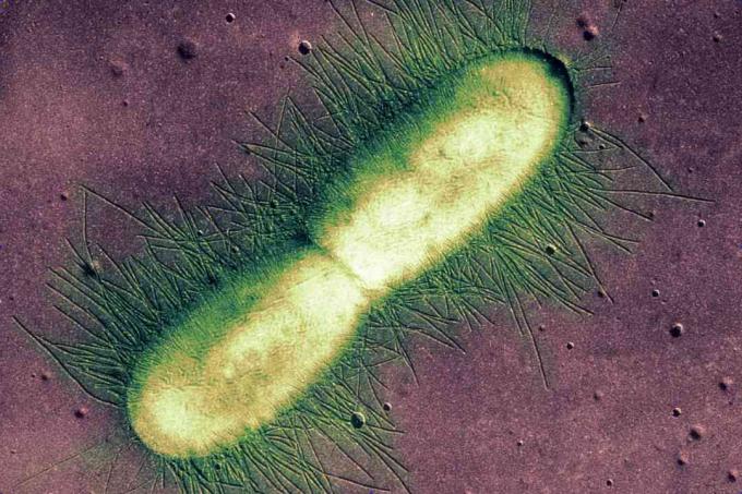 E. coli bakterija