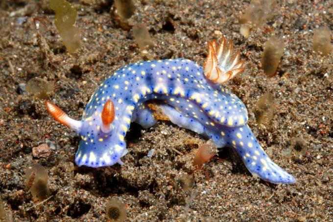 „Nudibranch“, „Hypselodoris“ kangos. Tulambenas, Balis, Indonezija. Balio jūra, Indijos vandenynas