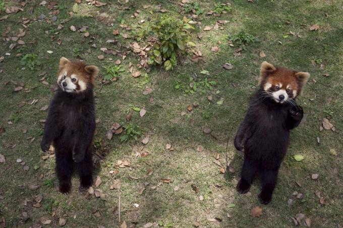 Raudona panda, stovinti ant užpakalinių kojų ir pratęsianti nagus, gali atrodyti miela, tačiau tai iš tikrųjų yra grėsmingas elgesys.