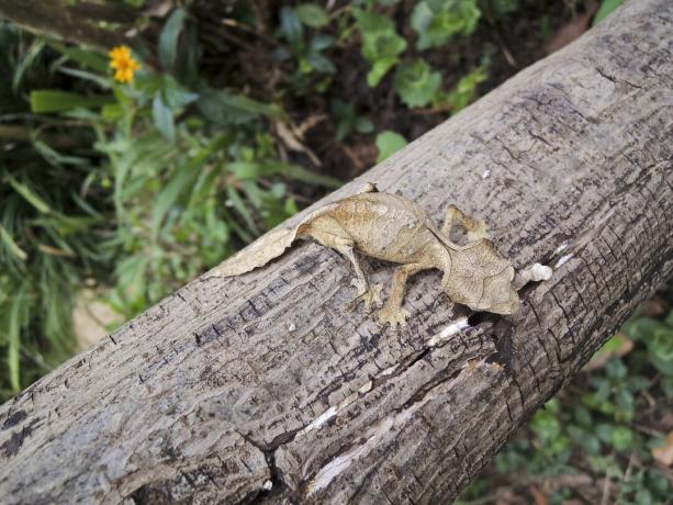 Šėtoniškas lapinis uodeginis gekonas (Uroplatus phantasticus) Ranomafanos lietaus miške rytiniame Madagaskaro rajone. Raudonos akys ir ragai virš akių pelnyti šiai puikiausiai maskvietei driezei savo velnišką vardą