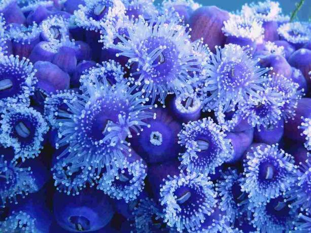 Jewel Anemone iš arti