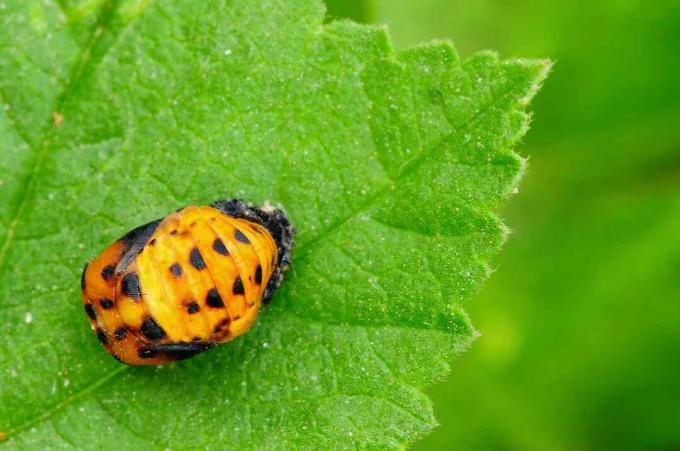 Ladybug Pupa ant žalio lapo