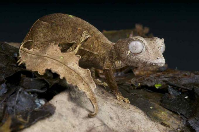 Šėtoniškas lapuočių gekonas yra įspūdinga, paslėpta, driežo rūšis, endeminė paskutiniams Madagaskaro aukštikalnių lietaus miškams.