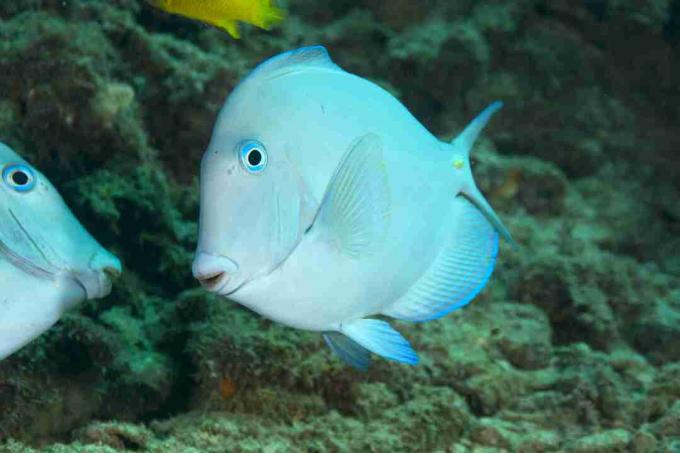 Atlanto mėlynasis raguolis (Acanthurus coeruleus)