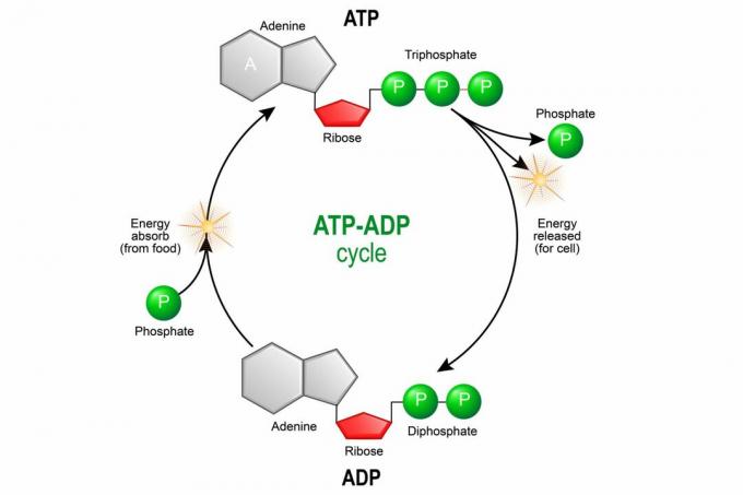 ATP ADP ciklas