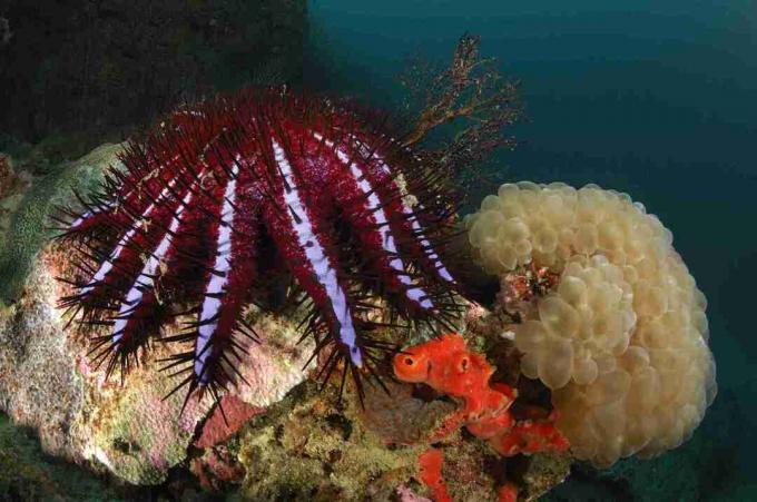 Erškėčių vainikėlis Starfish / Borut Furlan / WaterFrame / Getty Images