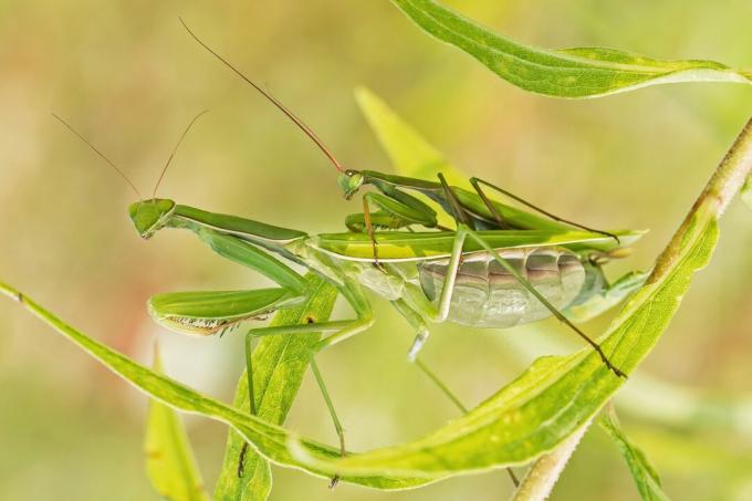 Meldžiantis Mantis