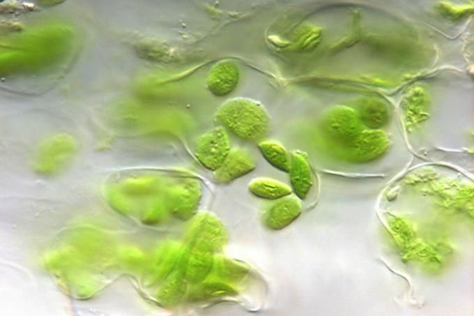 Augalų chloroplastai
