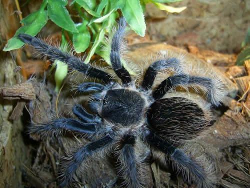 Garbanotas tarantula (Brachypelma albopilosum)