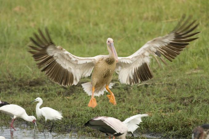 Rausvai palaikytų pelikanų (Pelecanus rufescens) tūpimas, Okavango delta, Botsvana