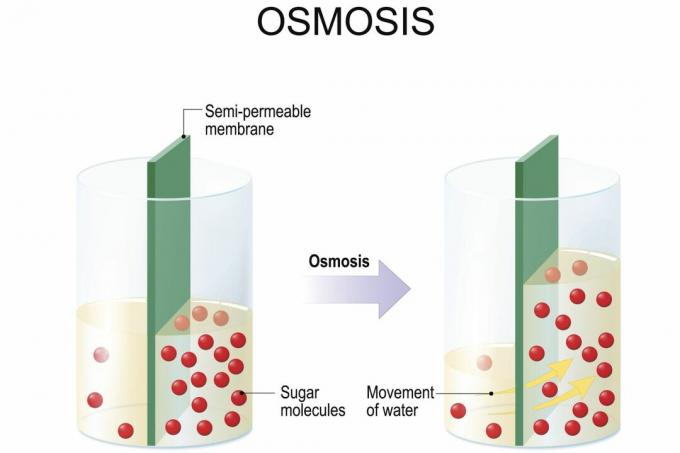 Osmozė