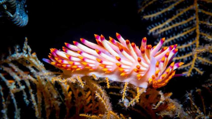 „Redline Flabellina“ - „Nudibranch“