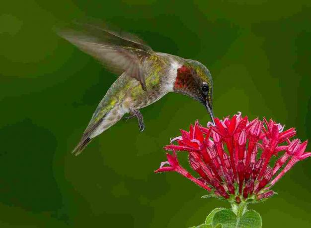 Ruby-gerklinis kolibris patinas, skrendantis ir geriantis iš mažų raudonų gėlių, esančių žaliame fone, sankaupa