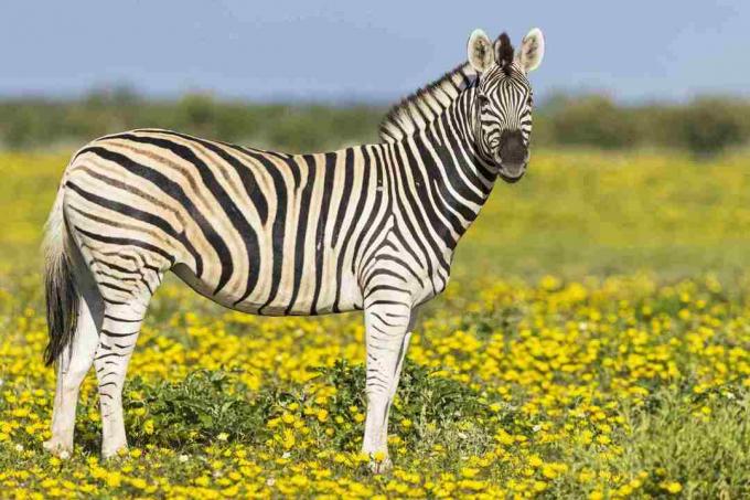 Burchell'o zebrai, Equus quagga burchelli, stovintys ant geltonos gėlių pievos