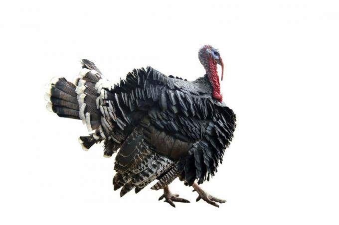 La Historia del pavo en Jungtinės Amerikos Valstijos