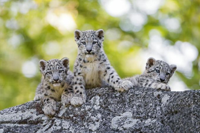 Sniego leopardo jaunikliai turi juodų dėmių, kurios katėms artėjant prie brandos, virsta rozetėmis.