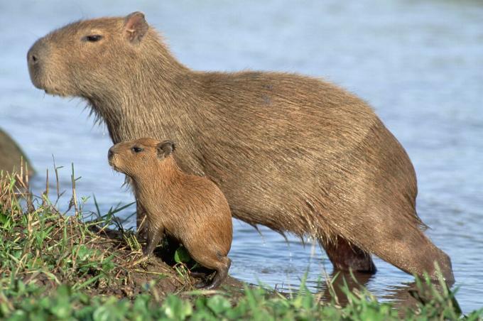 „Capybara“ jaunikliai yra miniatiūrinės jų tėvų versijos.