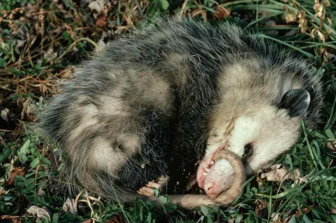 Virginia Opossum vaidina mirusįjį