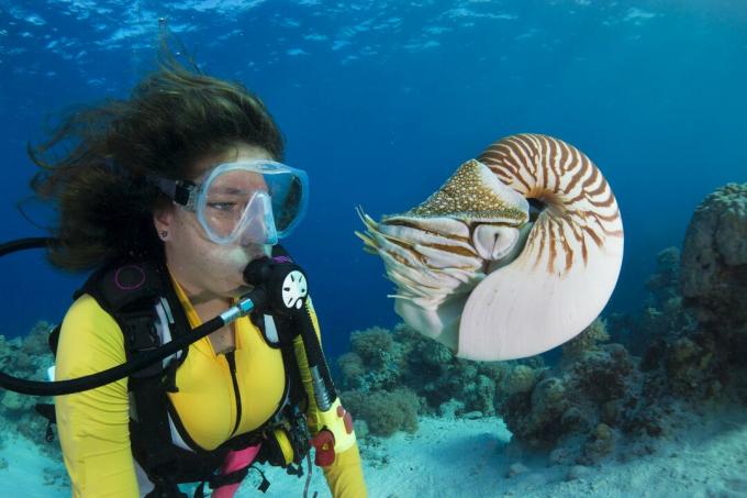 Naras, stebintis Palau nautilus