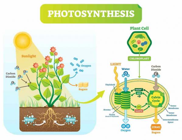 Fotosintezės schema