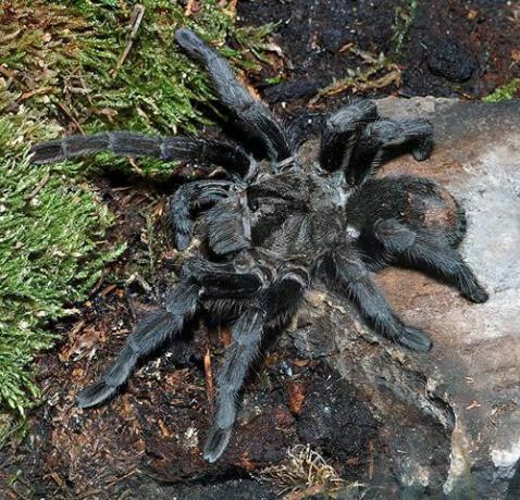 Brazilijos juodoji tarantula (Grammostola pulchra)