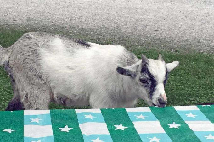 „Pgymy Goat“ imasi staltiesės pavyzdžių