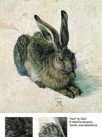 Triušis ar kiškis - Albrechtas Düreris