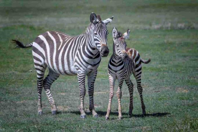 Zebros motina ir kūdikis Ngorongoro krateryje, Tanzanijoje, Rytų Afrikoje