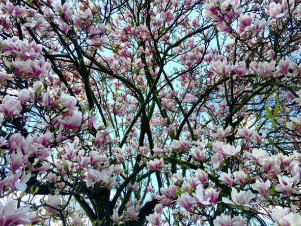 Žydintis magnolijos medis