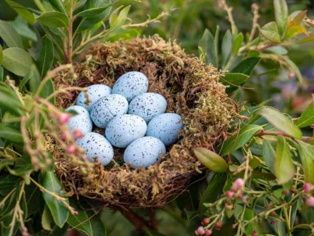Lizdas su mėlynomis jay kiaušinėlėmis