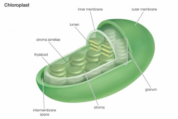 Chloroplastų skerspjūvis