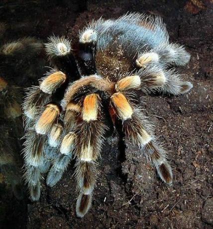 Meksikos raudonoji tarantula (Brachypelma smithi)