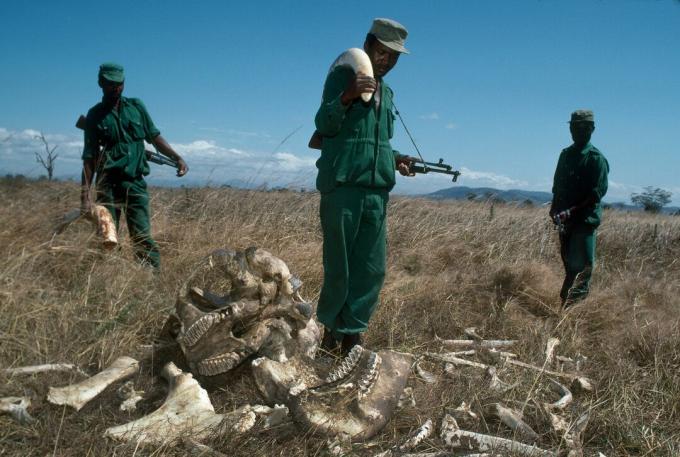 MIKUMI, TANZANIJA - 1989 M. SAUSIO mėn.: „Park Rangers“, uždirbantys 70 JAV dolerių per mėnesį su konfiskuotu dramblio kaulo drambliu, kurio vertė 2700 JAV dolerių, Mikumi nacionaliniame parke, Tanzanijoje. Reindžeriai stovi šalia jaučio dramblio liekanų, kuriuos nužudė brakonieriai.