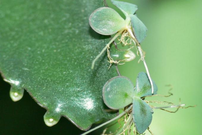 Kalanchoe - sodinukai