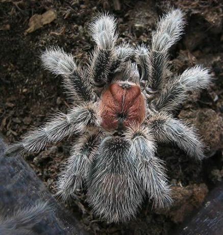 Čilės rožių tarantula (Grammostola rosea)