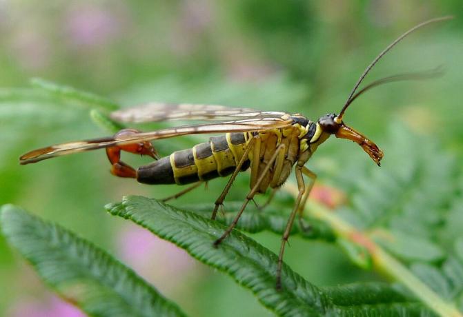 Uždaryti skorpiono musės sėdėjimą ant augalo.