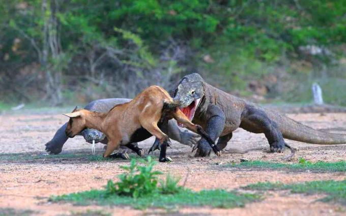 Pora „Komodo“ drakonų medžioja antilopę Borneo mieste, Indonezijoje