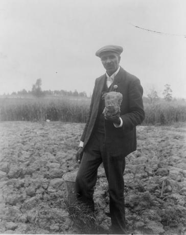 Džordžo Vašingtono Carverio, pilno ilgio portretas, stovintis lauke, tikriausiai prie Tiškejaus, laikantis dirvos gabalą, 1906 m.