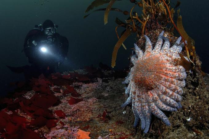 „Diver“ ir „Sun Star“, Crossaster sp., Monterėjaus įlanka, Kalifornija, JAV