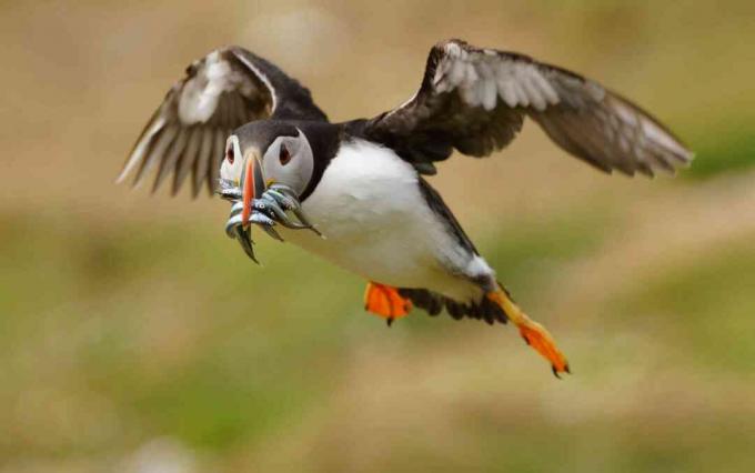 Puffin (Fratercula arctica), nešantis sumedžiotus todelius (Ammodytes), Velsas, JK