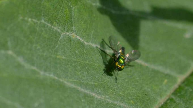 „Diptera“ tvarkos musė sėdi ant lapo.