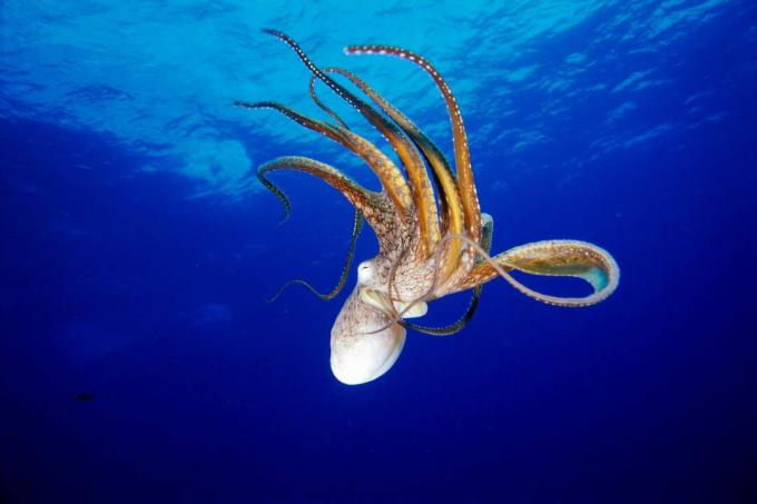 Aštuonkojai (Octopus cyanea), Havajai / Fleetham Dave / Perspectives / Getty Images