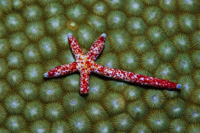 Kometa Starfish regeneruoja