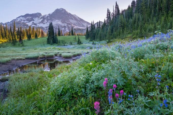 Mount Rainier nacionalinis parkas